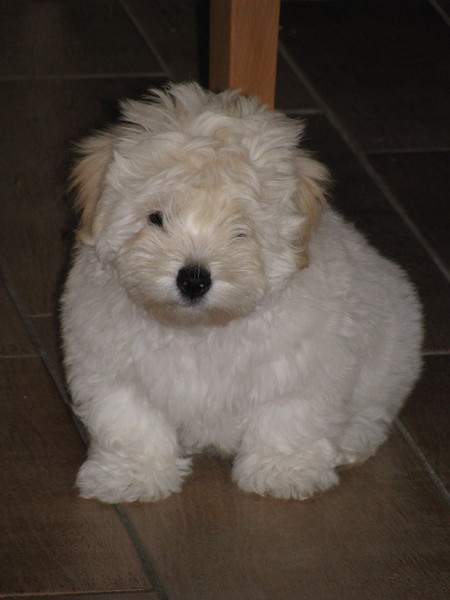 Coton de Tulear