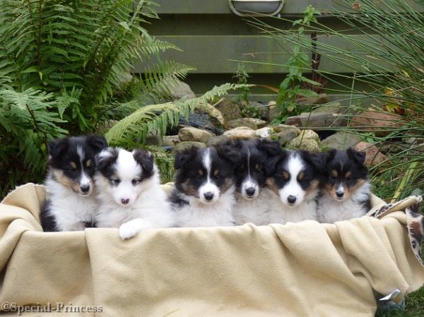 Special Princess Shelties