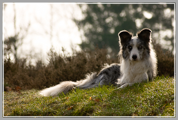 Hidden Dreams border collies