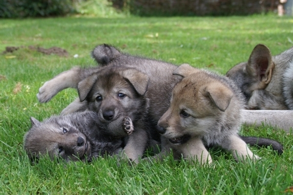 Audry Wennekers  Kennel: Villa della Lupa