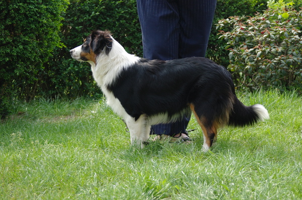 Australian Shepherd