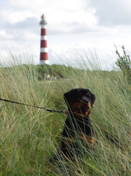 Rottweilerkennel van de Wodanahoeve