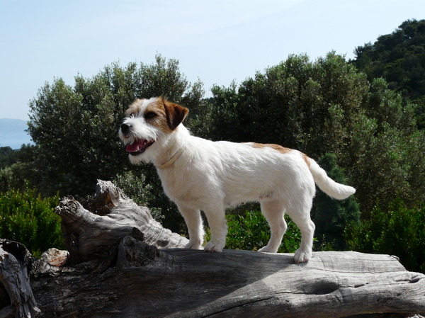 Baci, JRT kennel van 't 