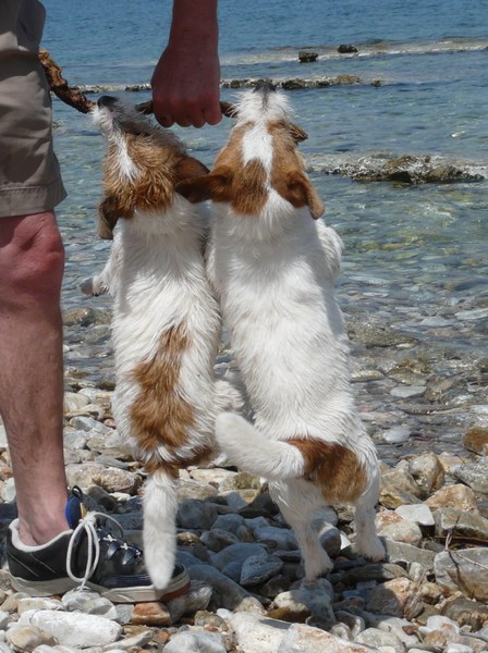 Baci, JRT kennel van 't 