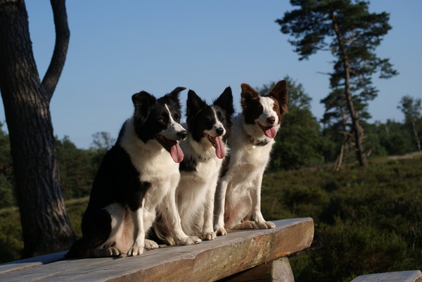 Eye of O`Shaydee Border-Collies