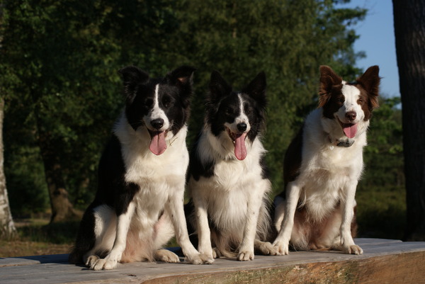 Eye of O`Shaydee Border-Collies