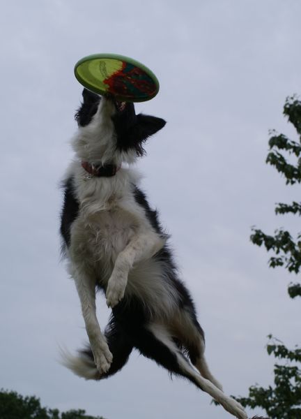 Eye of O`Shaydee Border-Collies