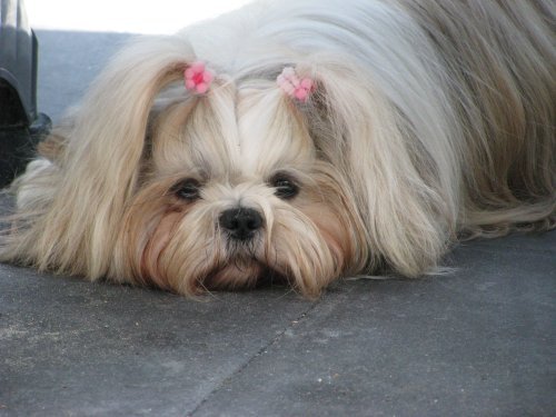 Shih Tzu