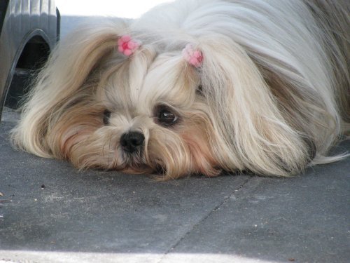 Shih Tzu