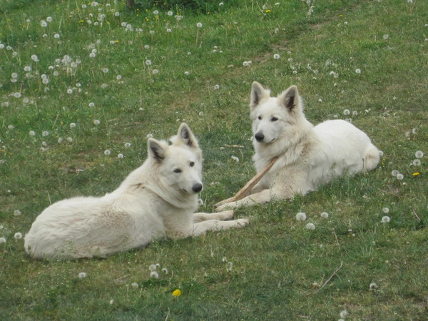 The White Wolves