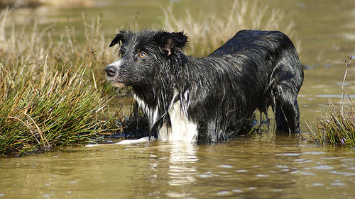 Border Collie