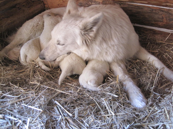 The White Wolves