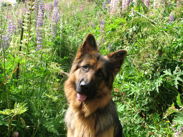 Otis in de tuin