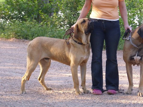 Fila Brasileiro Kennel Edmundo Holland