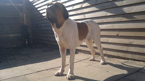 Fila Brasileiro Kennel Edmundo Holland