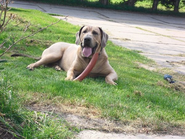 Fila Brasileiro Kennel Edmundo Holland