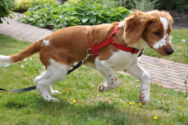 Welsh Springer Spaniel