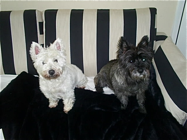 Cairn Terrier