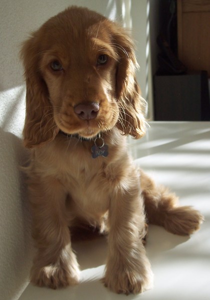 Engelse Cocker Spaniel