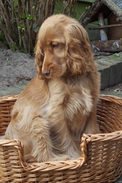 Engelse Cocker Spaniel