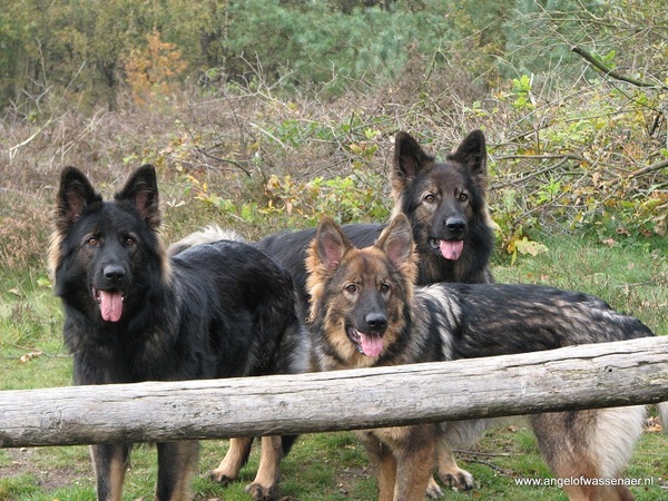 Angel of Wassenaer, ODH Kennel