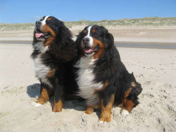 Cay en Cooper zijn aan uitwaaien