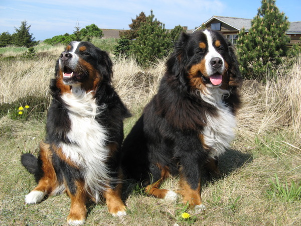 Cay en Cooper in Denemarken.