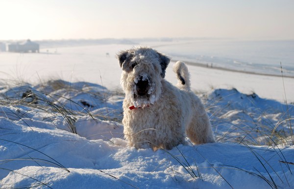 Irish Softcoated Wheaten Terriër