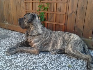 Dogo Canario