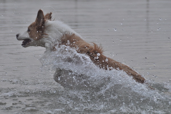 Border Collie