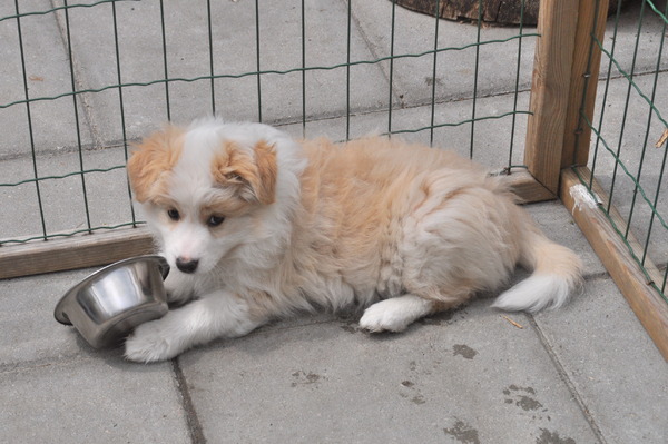 Border Collie