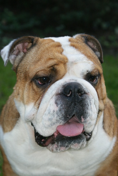 Engelse Bulldog