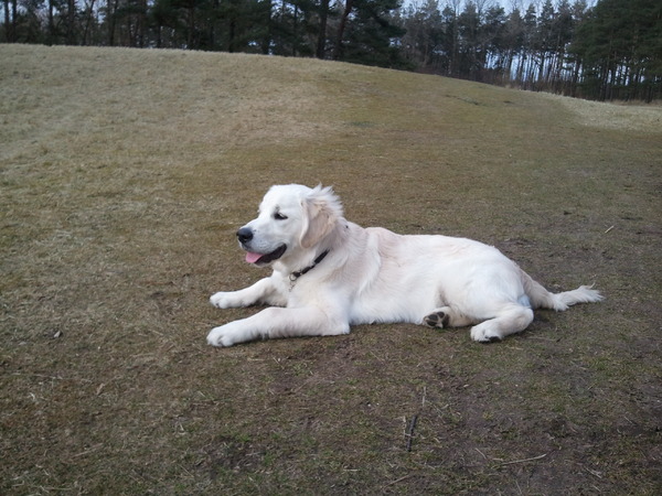 Golden Retriever