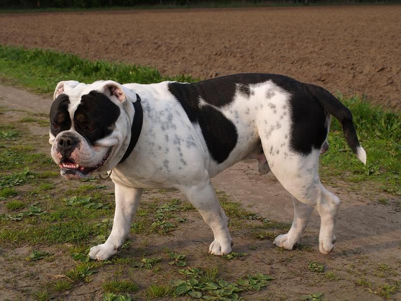 Old English Bulldog