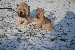 Red Creek Rebels Cairn Terriers