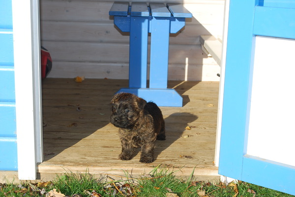 Red Creek Rebels Cairn Terriers