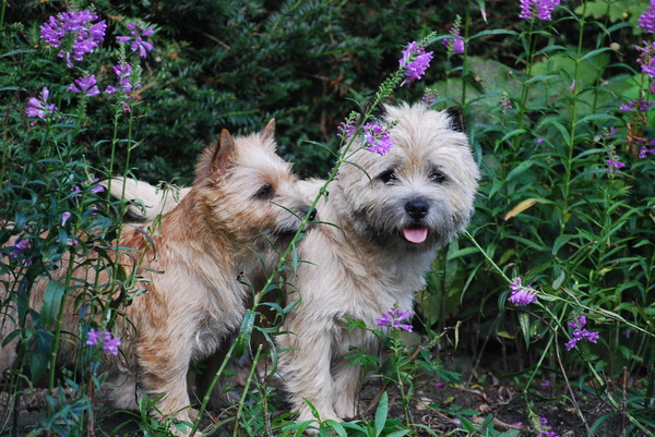 Red Creek Rebels Cairn Terriers