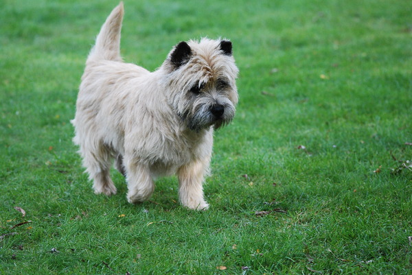 Red Creek Rebels Cairn Terriers