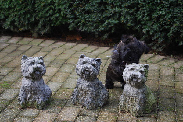 Red Creek Rebels Cairn Terriers