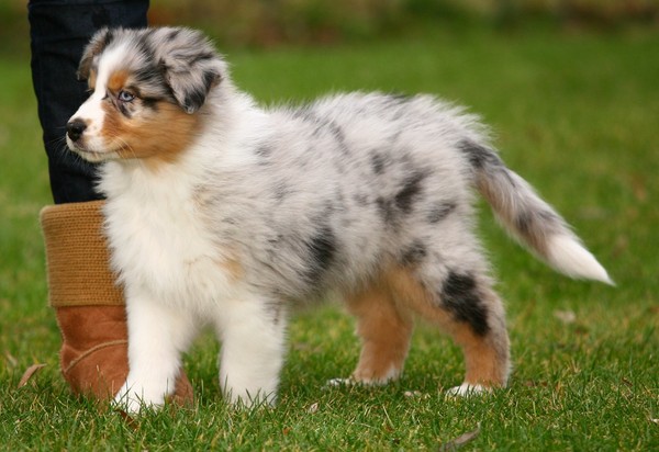 Australian Shepherd