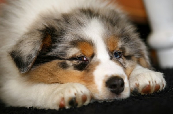 Australian Shepherd