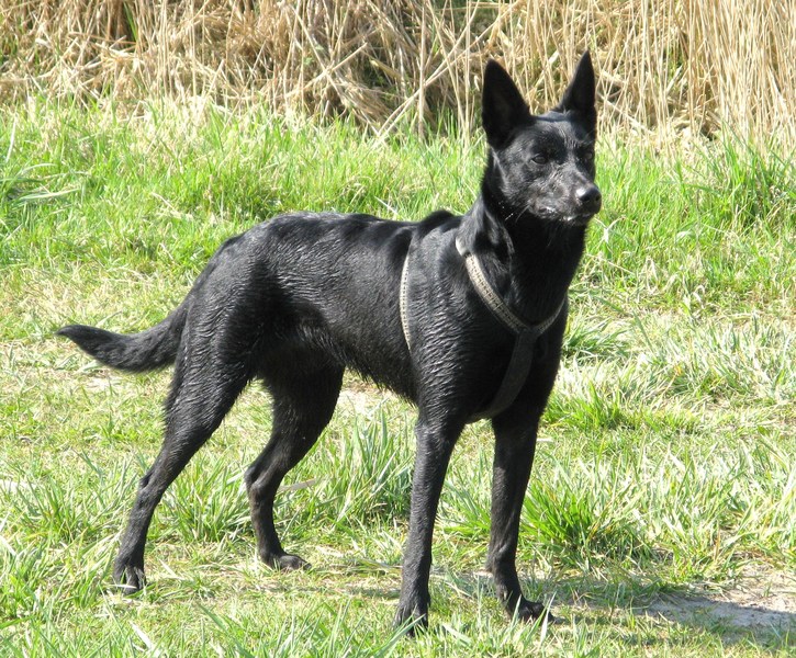 Australische Kelpie