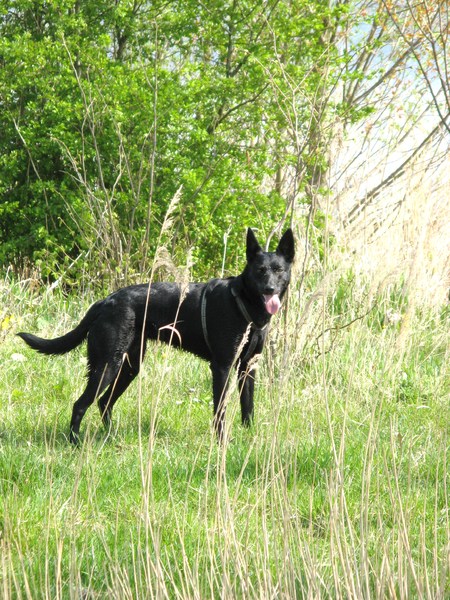 Australische Kelpie