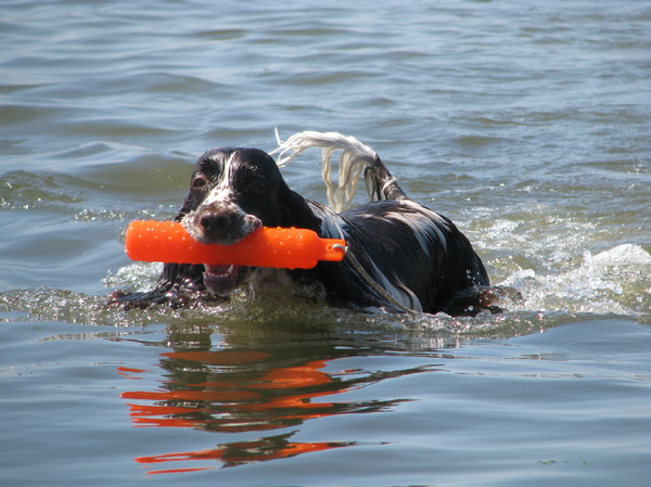 Engelse Springer Spaniel