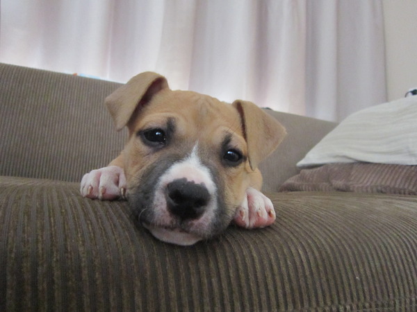 American Staffordshire Terrier