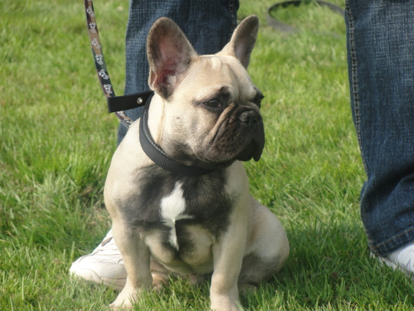 Franse Bulldog