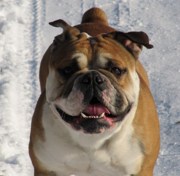 Engelse Bulldog