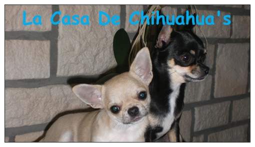 La Casa De Chihuahua's