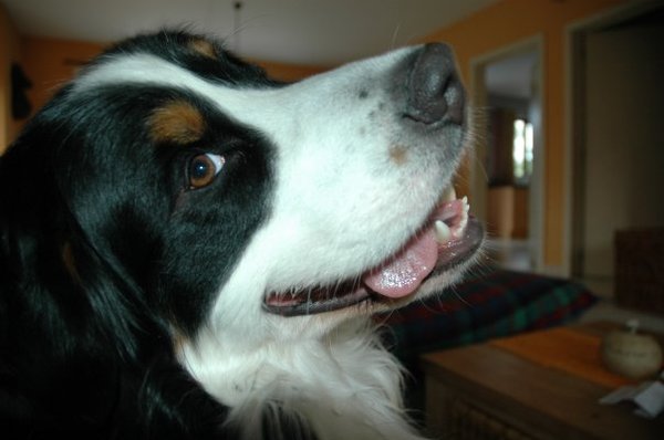 Berner Sennenhond