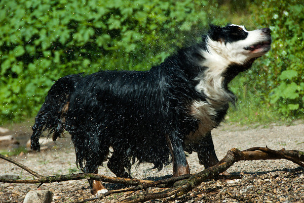 Berner Sennenhond